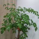 茂榮消防