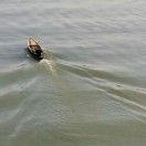 江逆流