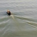 江逆流