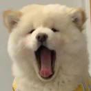 张蕾