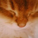 Symilk member profile picture