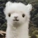 百望云