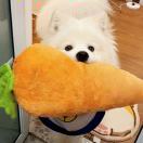 悉尼求租
