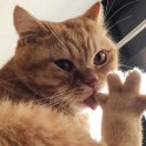 肥猫的头像-3D DOOM