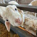 vvgg的头像-小白Blog