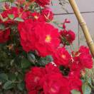 孙偕兰店主头像