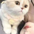 Double 诺-灵锡网