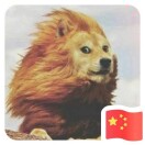 数据开发/分析