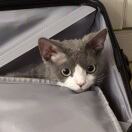 Chapter Highbury II转租&房东直租