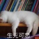 海先生的头像