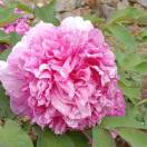 精彩女王的头像-工欲善其事，必先利其器宋辞云创