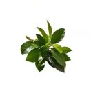 ᨳᤢᤣH ᨳᤢᤣ゛