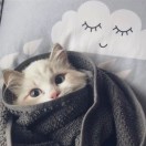 脆脆鲨