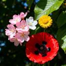 花语芬芳的头像-宋播播带货工作室