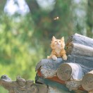 空之猫