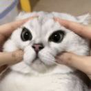 阿顺