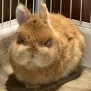 曼彻斯特求租