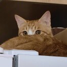 全自动哈哈机器人