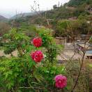 淡然 