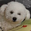 一只寻找鱼板🍥的大聪明