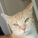 炫酷猫饼