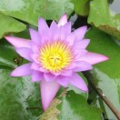 紫芸