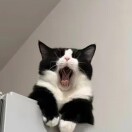 早睡的头像-创薯资源