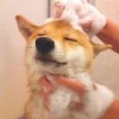 何冠成