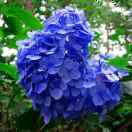 庄心妍-以后的以后