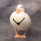 卢雨昕