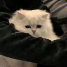 利兹求租