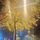 米磊选品谭专员19090319207