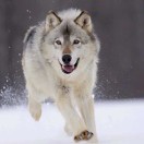 野狼