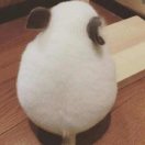 羊駝的個人空間