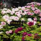 山高我为峰28146