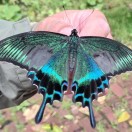 butterfly的头像