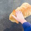 星河夢的头像-梦马考研