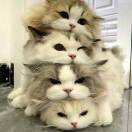 黄敏ᴹʳ·ʰ的头像-风行者社区