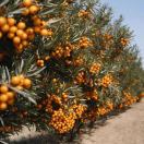 棘博士拍摄剪辑