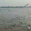 海外拼搏