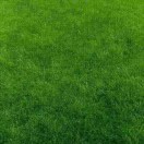 Robert_732