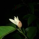 几度梨花飞1804205