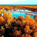 老胡杨的钢琴谱