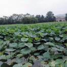 三轮车拉货 .19809148579