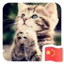 独立开发者（Python 数据可视化 / 量化工具）