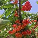 草鸡蛋15762976687