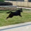 喜欢鸡蛋妖精的番茄大王