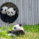 杨聪