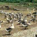 广西龙发家禽孵化有限公司