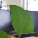 东方红的头像-cg男孩